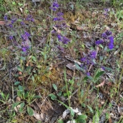 Ajuga australis at Jerrabomberra, NSW - 15 Nov 2015 08:54 AM