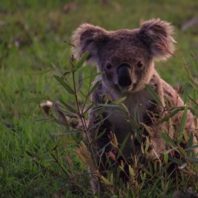 Phascolarctos cinereus (Koala) at Collingwood Park, QLD - 14 Nov 2015 by nikkitures