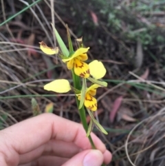Diuris sulphurea (Tiger Orchid) at Bungendore, NSW - 14 Nov 2015 by yellowboxwoodland
