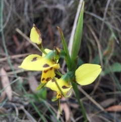 Diuris sulphurea at Bungendore, NSW - suppressed