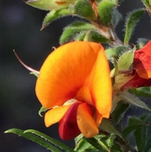 Pultenaea procumbens at Jerrabomberra, NSW - 15 Nov 2015 09:21 AM