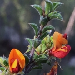 Pultenaea procumbens at Jerrabomberra, NSW - 15 Nov 2015 09:21 AM