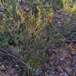 Pultenaea procumbens at Jerrabomberra, NSW - 15 Nov 2015