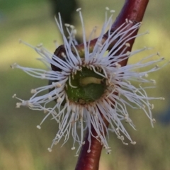 Eucalyptus pauciflora subsp. pauciflora (White Sally, Snow Gum) at Wandiyali-Environa Conservation Area - 14 Nov 2015 by Wandiyali