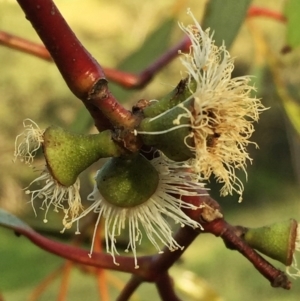 Eucalyptus pauciflora subsp. pauciflora at Jerrabomberra, NSW - 15 Nov 2015