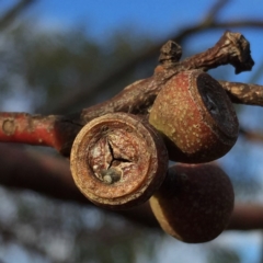 Eucalyptus pauciflora subsp. pauciflora at Jerrabomberra, NSW - 15 Nov 2015