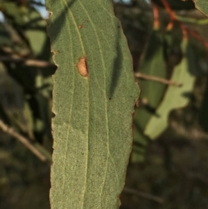 Eucalyptus pauciflora subsp. pauciflora at Jerrabomberra, NSW - 15 Nov 2015