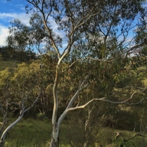 Eucalyptus pauciflora subsp. pauciflora at Jerrabomberra, NSW - 15 Nov 2015