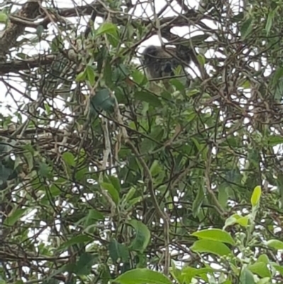 Phascolarctos cinereus (Koala) at Rous Mill, NSW - 13 Nov 2015 by valleyview