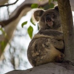 Phascolarctos cinereus (Koala) at Collingwood Park, QLD - 28 Sep 2015 by nikkitures