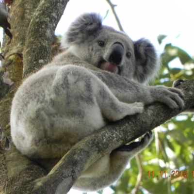 Phascolarctos cinereus (Koala) at Rous, NSW - 11 Nov 2015 by Goodvibes