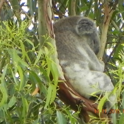 Phascolarctos cinereus (Koala) at Rous, NSW - 14 Nov 2015 by Goodvibes