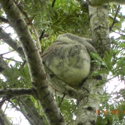 Phascolarctos cinereus (Koala) at Rous, NSW - 15 Nov 2015 by Goodvibes