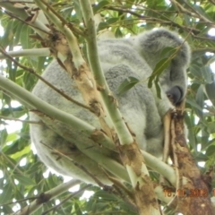 Phascolarctos cinereus (Koala) at Rous, NSW - 15 Nov 2015 by Goodvibes