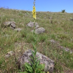 Verbascum virgatum (Green Mullein) at Red Hill Nature Reserve - 15 Nov 2015 by Ratcliffe