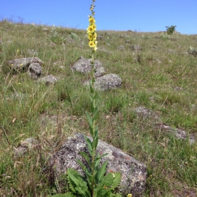 Verbascum virgatum (Green Mullein) at Red Hill Nature Reserve - 15 Nov 2015 by Ratcliffe