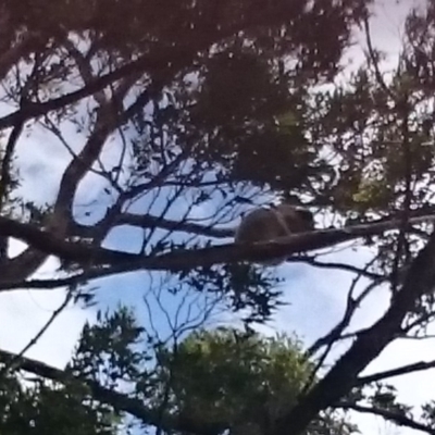 Phascolarctos cinereus (Koala) at Port Macquarie, NSW - 14 Nov 2015 by Charlesbusby