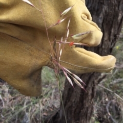 Rytidosperma pallidum (Red-anther Wallaby Grass) at Bungendore, NSW - 15 Nov 2015 by yellowboxwoodland