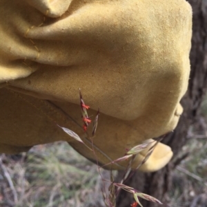 Rytidosperma pallidum at Bungendore, NSW - 15 Nov 2015 12:13 PM