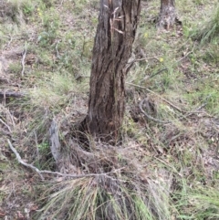 Rytidosperma pallidum at Bungendore, NSW - 15 Nov 2015