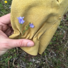 Linum marginale (Native Flax) at Bungendore, NSW - 15 Nov 2015 by yellowboxwoodland