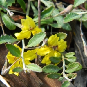 Goodenia hederacea at Fadden, ACT - 15 Nov 2015