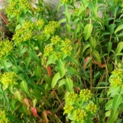 Euphorbia oblongata (Egg-leaf Spurge) at Fadden, ACT - 15 Nov 2015 by ArcherCallaway