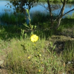 Hibbertia obtusifolia (Grey Guinea-flower) at Wanniassa Hill - 14 Nov 2015 by RyuCallaway