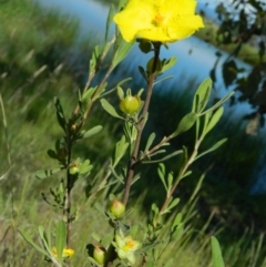 Hibbertia obtusifolia at Wanniassa Hill - 15 Nov 2015 09:37 AM