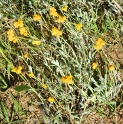 Chrysocephalum apiculatum (Common Everlasting) at Wanniassa Hill - 14 Nov 2015 by RyuCallaway