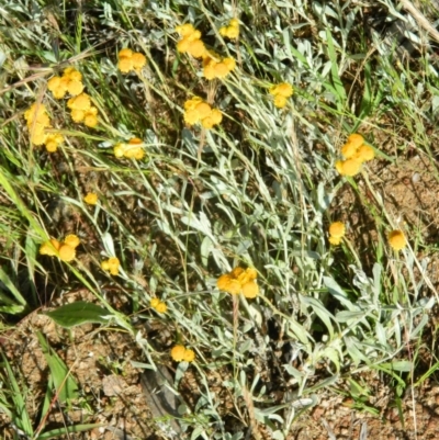 Chrysocephalum apiculatum (Common Everlasting) at Wanniassa Hill - 15 Nov 2015 by ArcherCallaway