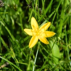 Hypoxis hygrometrica (Golden Weather-grass) at Wanniassa Hill - 15 Nov 2015 by ArcherCallaway