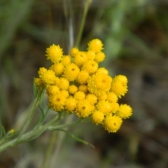 Chrysocephalum semipapposum (Clustered Everlasting) at Wanniassa Hill - 14 Nov 2015 by RyuCallaway