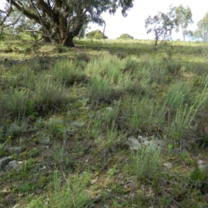 Chrysocephalum semipapposum at Wanniassa Hill - 15 Nov 2015 09:54 AM