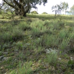 Chrysocephalum semipapposum at Wanniassa Hill - 15 Nov 2015