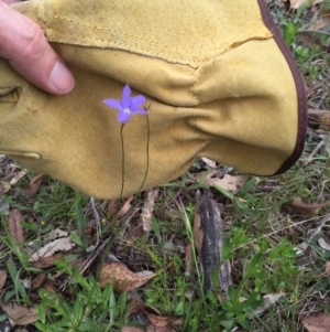 Wahlenbergia stricta subsp. stricta at Bungendore, NSW - 15 Nov 2015