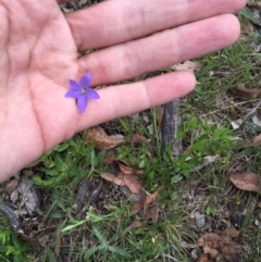 Wahlenbergia stricta subsp. stricta at Bungendore, NSW - 15 Nov 2015