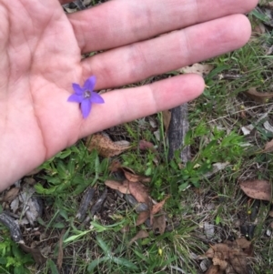 Wahlenbergia stricta subsp. stricta at Bungendore, NSW - 15 Nov 2015