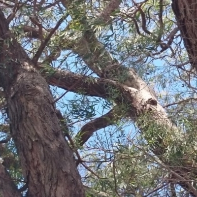 Phascolarctos cinereus (Koala) at Port Macquarie, NSW - 14 Nov 2015 by Charlesbusby