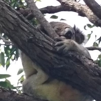 Phascolarctos cinereus (Koala) at Port Macquarie, NSW - 15 Nov 2015 by Charlesbusby