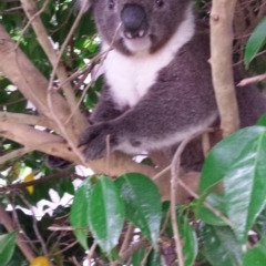 Phascolarctos cinereus (Koala) at Portland North, VIC - 9 Nov 2015 by Kathleen