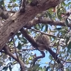 Phascolarctos cinereus (Koala) at Port Macquarie, NSW - 15 Nov 2015 by Charlesbusby