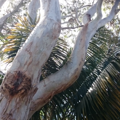 Phascolarctos cinereus (Koala) at Port Macquarie, NSW - 15 Nov 2015 by Charlesbusby