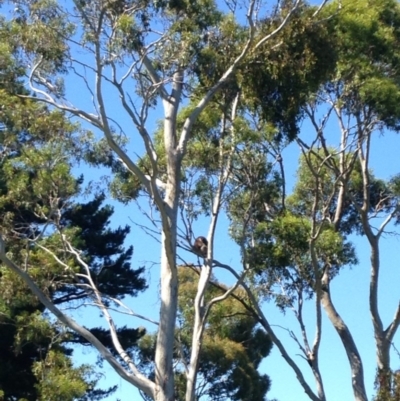 Phascolarctos cinereus (Koala) at Norton Summit, SA - 15 Nov 2015 by Spotto