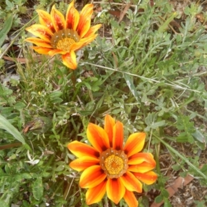 Gazania x splendens at Bruce, ACT - 15 Nov 2015