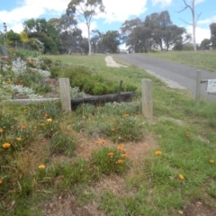 Gazania x splendens at Bruce, ACT - 15 Nov 2015