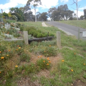 Gazania x splendens at Bruce, ACT - 15 Nov 2015 01:56 PM