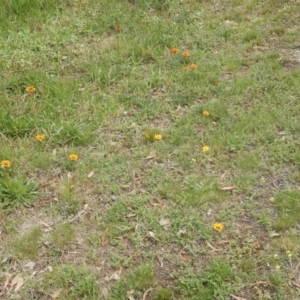 Gazania x splendens at Bruce, ACT - 15 Nov 2015