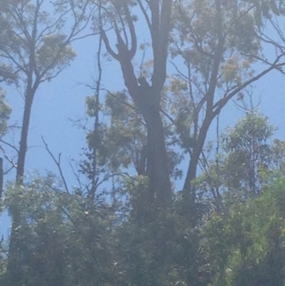 Phascolarctos cinereus (Koala) at Horsnell Gully, SA - 15 Nov 2015 by Spotto