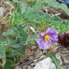 Solanum cinereum (Narrawa Burr) at Hackett, ACT - 15 Nov 2015 by MPW